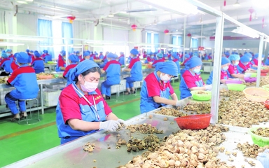 龍頭企業 引領現代農業發展的“領跑者”——以資金、技術、設備與理念驅動產業升級